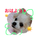 チワワのモモちん。（個別スタンプ：8）
