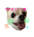 チワワのモモちん。（個別スタンプ：9）