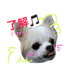 チワワのモモちん。（個別スタンプ：10）