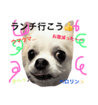 チワワのモモちん。（個別スタンプ：11）