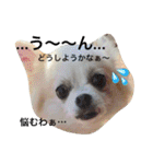 チワワのモモちん。（個別スタンプ：16）