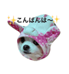 チワワのモモちん。（個別スタンプ：22）