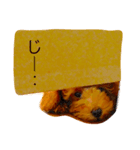 ベティ-トイプードル-（個別スタンプ：2）