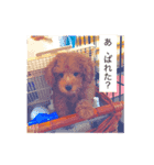ベティ-トイプードル-（個別スタンプ：6）