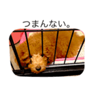 ベティ-トイプードル-（個別スタンプ：7）