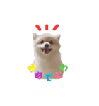 ポメのコロン！（個別スタンプ：1）