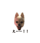 ポメのコロン！（個別スタンプ：7）