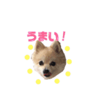 ポメのコロン！（個別スタンプ：9）