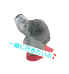 トイプードル  アルバーディ（個別スタンプ：1）