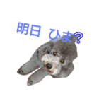 トイプードル  アルバーディ（個別スタンプ：3）