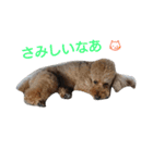 トイプードル  アルバーディ（個別スタンプ：8）