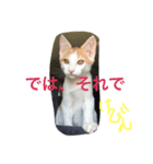 うちのケビン2（個別スタンプ：6）