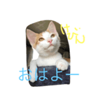 うちのケビン2（個別スタンプ：8）