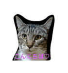 リアルうちのにゃんこ（個別スタンプ：3）
