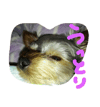 犬の表情だ‼️（個別スタンプ：1）