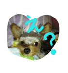 犬の表情だ‼️（個別スタンプ：2）