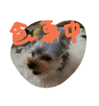 犬の表情だ‼️（個別スタンプ：3）