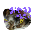 犬の表情だ‼️（個別スタンプ：4）