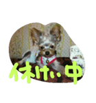 犬の表情だ‼️（個別スタンプ：5）