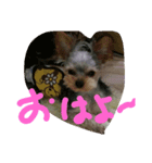 犬の表情だ‼️（個別スタンプ：6）