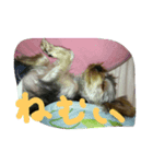犬の表情だ‼️（個別スタンプ：7）