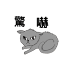 The QQcat's life（個別スタンプ：17）