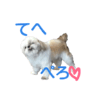 我が家のライムたん（個別スタンプ：9）