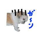 我が家のライムたん（個別スタンプ：11）