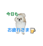我が家のライムたん（個別スタンプ：16）