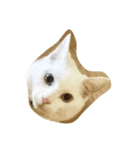 猫❤️(photo)（個別スタンプ：3）