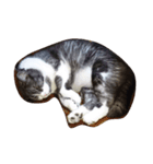 猫❤️(photo)（個別スタンプ：7）