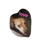 PITBULL（個別スタンプ：1）