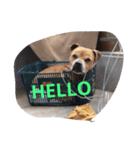 PITBULL（個別スタンプ：4）