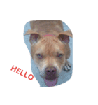 PITBULL（個別スタンプ：5）