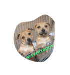 PITBULL（個別スタンプ：6）