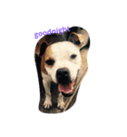 PITBULL（個別スタンプ：7）