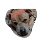 PITBULL（個別スタンプ：8）