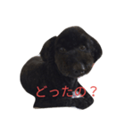 トイプーびーたろ（個別スタンプ：4）