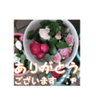 薔薇の花♡アソート8_挨拶メッセージ（個別スタンプ：3）