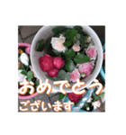薔薇の花♡アソート8_挨拶メッセージ（個別スタンプ：8）
