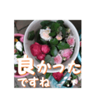 薔薇の花♡アソート8_挨拶メッセージ（個別スタンプ：12）