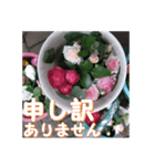 薔薇の花♡アソート8_挨拶メッセージ（個別スタンプ：13）