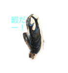 リアル！オオクワガタ（個別スタンプ：4）