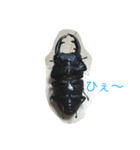 リアル！オオクワガタ（個別スタンプ：5）