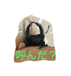 リアル！オオクワガタ（個別スタンプ：8）