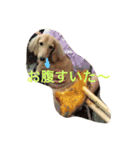 サラちゃんのハッピーライフ（個別スタンプ：12）