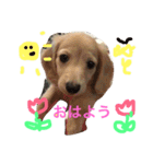 サラちゃんのハッピーライフ（個別スタンプ：15）