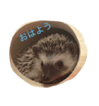 ハリネズミのフォーチュン君スタンプ（個別スタンプ：2）