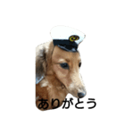 のんびりダックス（個別スタンプ：3）
