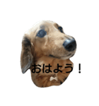 のんびりダックス（個別スタンプ：6）